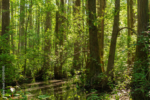 A Cypress Swamp in Spring.