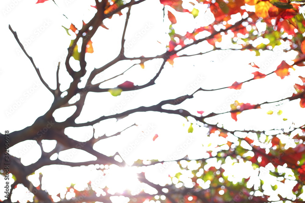 beautiful warm light of sun in autumn morning day, abstract blur bokeh in nature beautiful warm light of sun in autumn morning day, abstract blur bokeh in nature