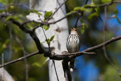 ovenbird (Seiurus aurocapilla) singing in spring photo