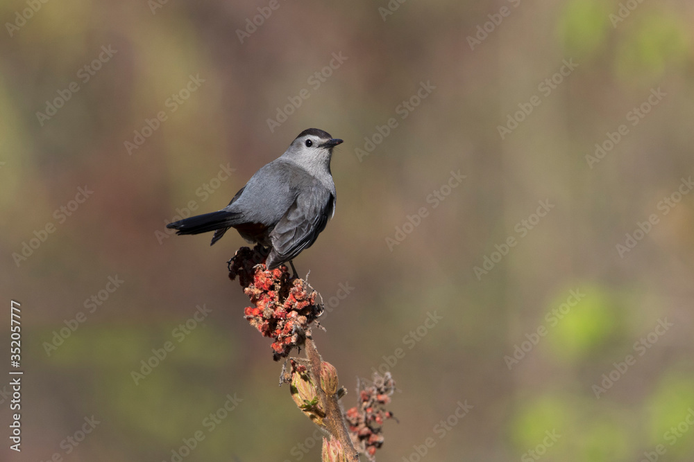 The gray catbird (Dumetella carolinensis)