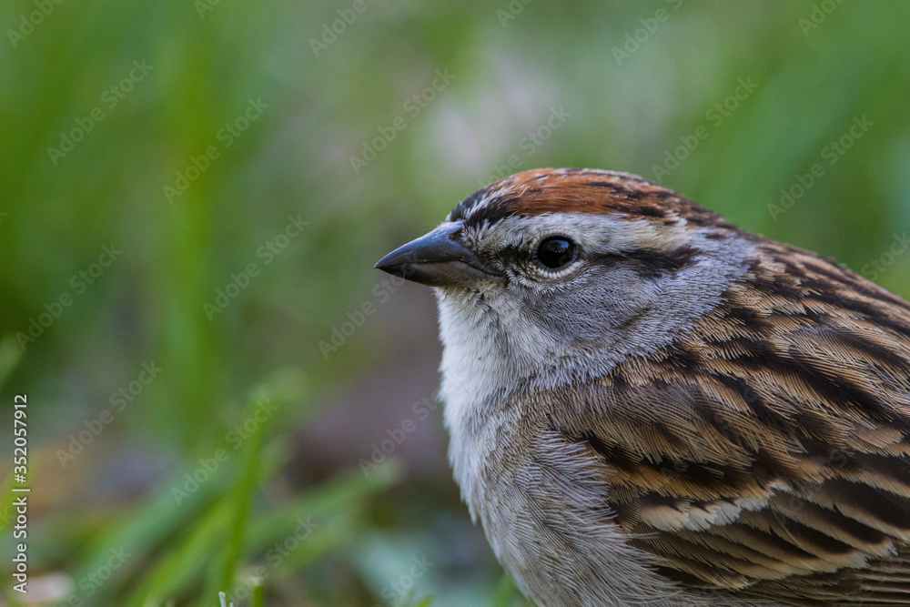 Fototapeta premium The chipping sparrow (Spizella passerina)