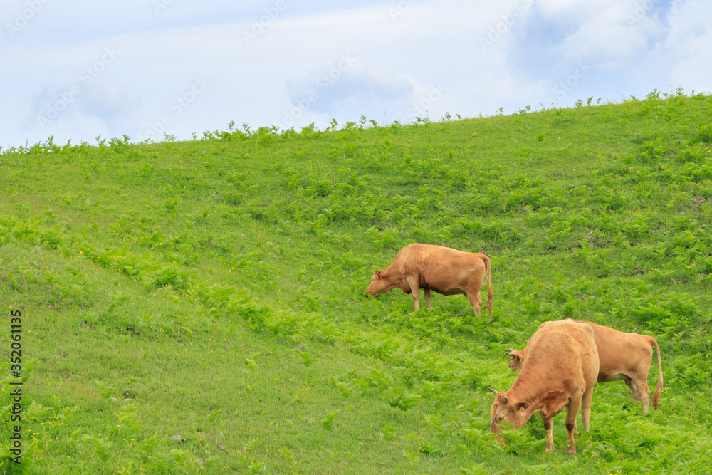 扇棚田横の草原と牛 熊本県産山村 Ougi terraced paddy field and Cow Kumamoto Ubuyama village 扇棚田横の草原と牛 熊本県産山村 Ougi terraced paddy field and Cow Kumamoto Ubuyama village