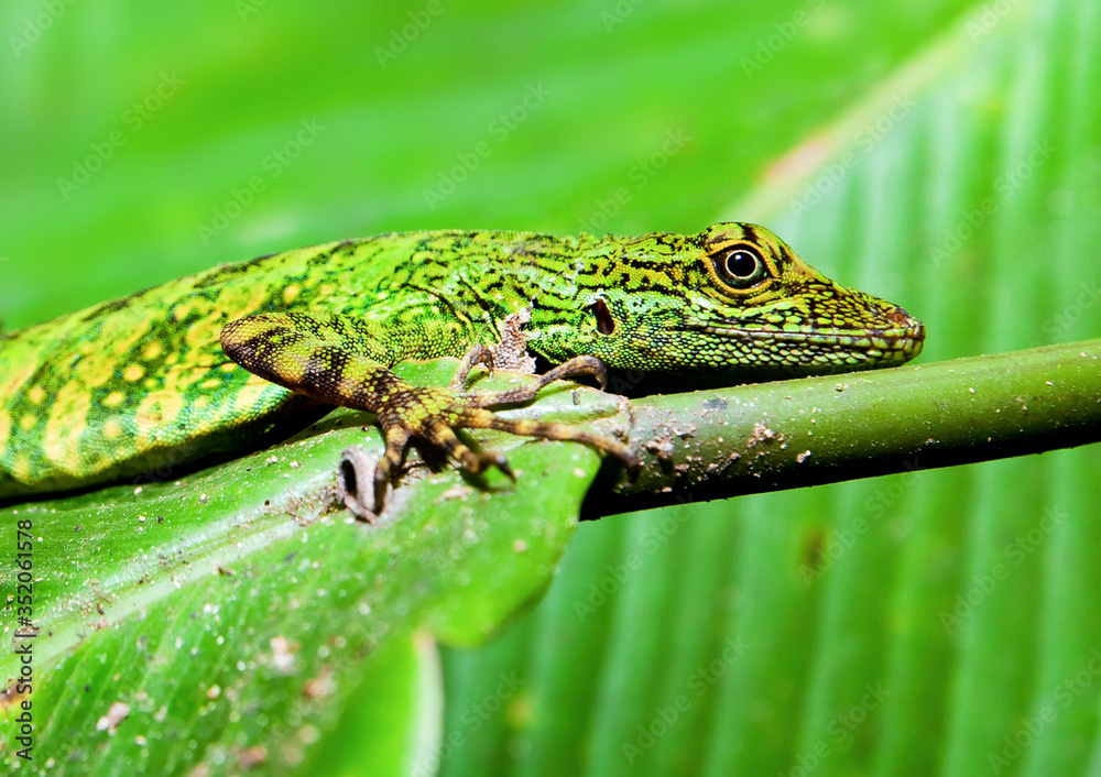 Fototapeta premium green lizard camouflage