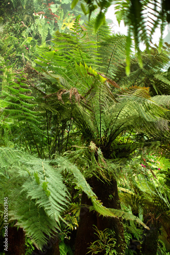 Mass of fronds on a group of tree ferns