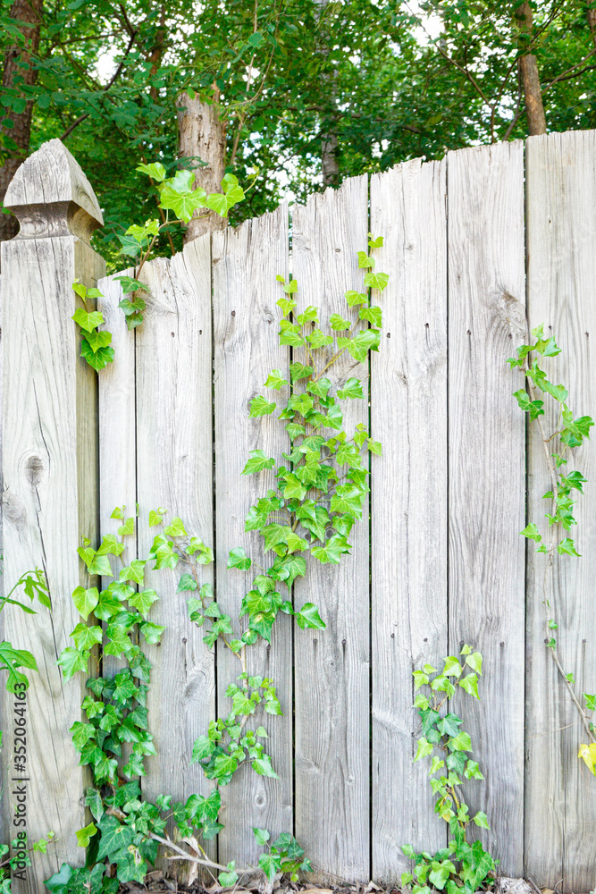 Ivy climbing up a wooden fence in spring; green leaves against a light wooden plank Ivy climbing up a wooden fence in spring; green leaves against a light wooden plank