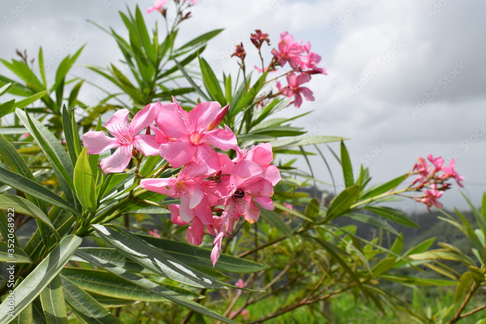 Obraz premium pink flowers in the garden