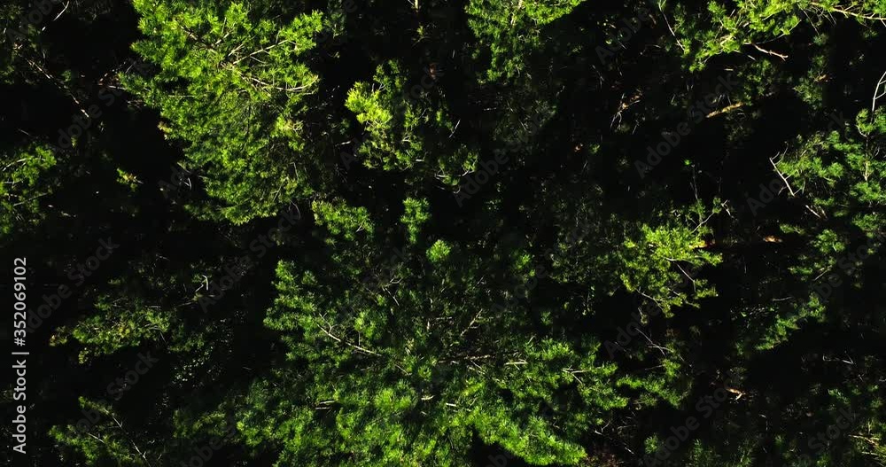 Dense coniferous firs green forest / a dense pine forest of pines and firs, with no spaces, very tight. Aerial drone top down view at summer sunny sunset Dense coniferous firs green forest / a dense pine forest of pines and firs, with no spaces, very tight. Aerial drone top down view at summer sunny sunset