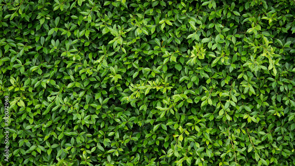 Wall of green leaf for nature background with copy space for text Wall of green leaf for nature background with copy space for text