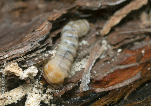 Long horn beetle, Cerambycidae larva on pine wood
