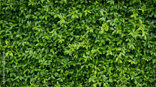 Wall of green leaf for nature background with copy space for text