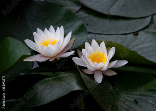 Water lily purity of heart flower