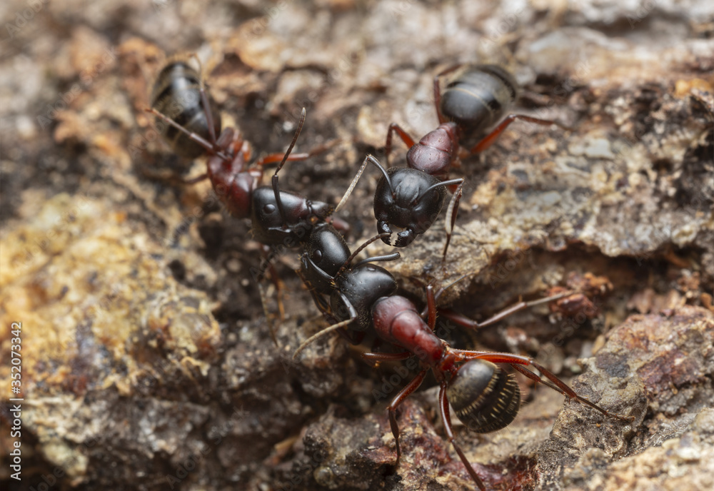 Carpenter ants, Camponotus on coniferous wood Carpenter ants, Camponotus on coniferous wood