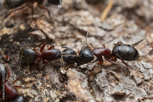 Carpenter ants, Camponotus on coniferous wood © Henrik Larsson