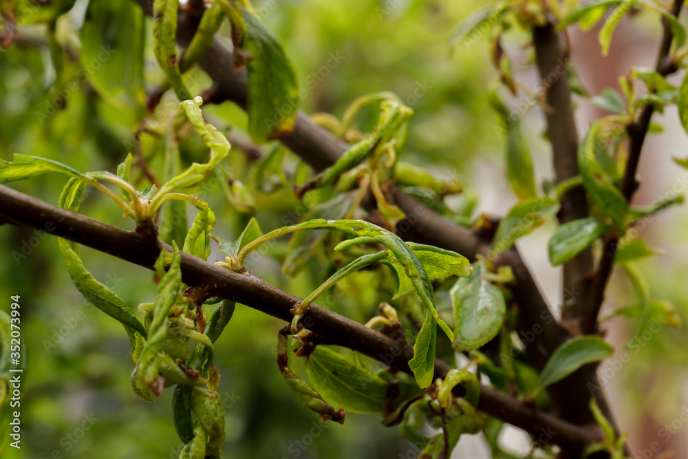 Plum leaf curl, a disease caused by aphids that causes curling of the