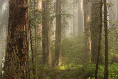 Fototapeta Naklejka Na Ścianę i Meble -  Foggy coastal redwood (Sequoia sempervirens) forest in Northern California, in the early morning light.