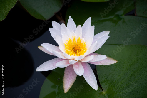 Water lily   purity of heart      flower