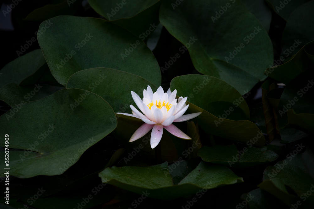 Water lily purity of heart flower Water lily purity of heart flower