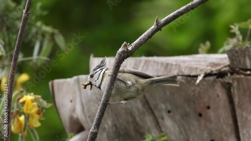 Haubenmeise (Parus cristatus) photo