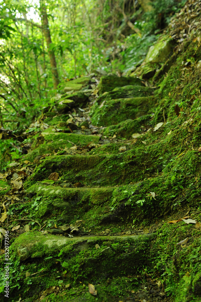 苔むした岩、石段 苔むした岩、石段