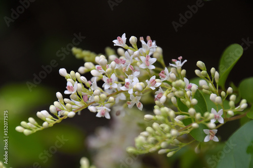 プリペット（別名セイヨウイボタノキ）の小さな花