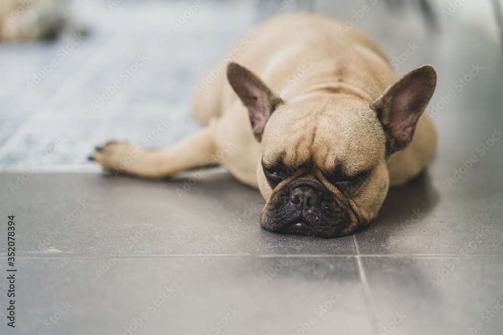 Obraz premium Sleepy french bulldog lying on tiled floor outdoor.