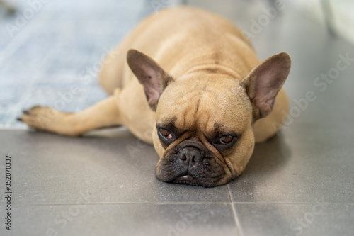 Sleepy  french bulldog lying on tiled floor outdoor. © tienuskin