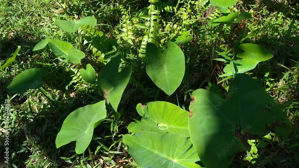close up Taro leaves (Colocasia esculenta, talas) with natural ...