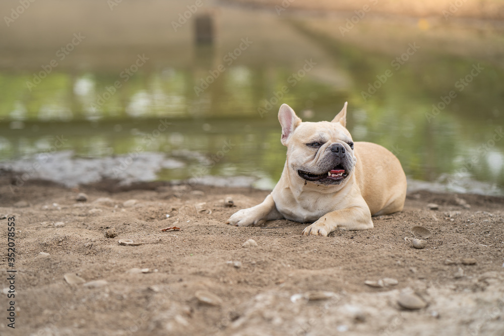 Cute french bulldog lying at dry ground against pond background.