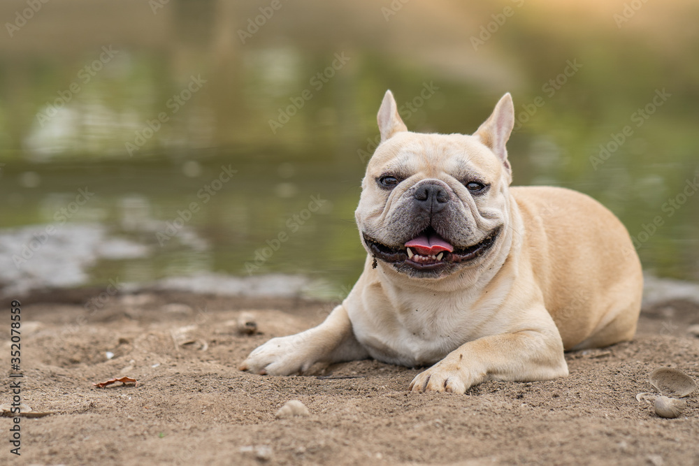 Cute french bulldog lying at dry ground against pond background.