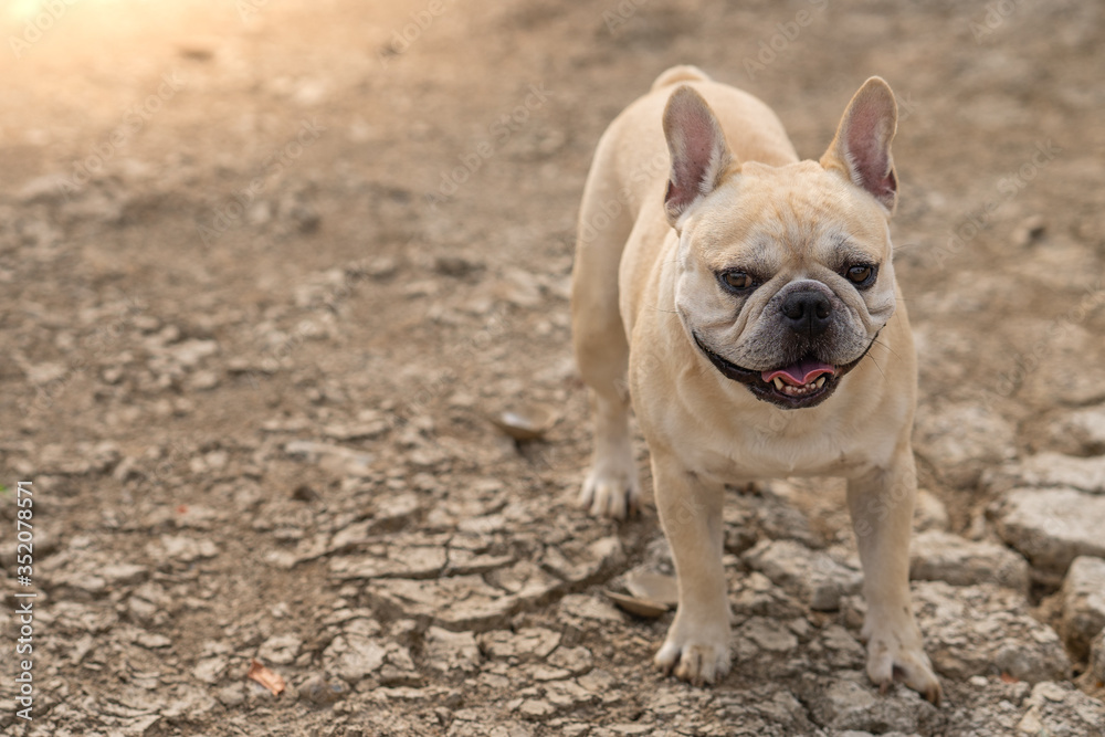Cute french bulldog standing on dry cracked ground at pond  in summer.
