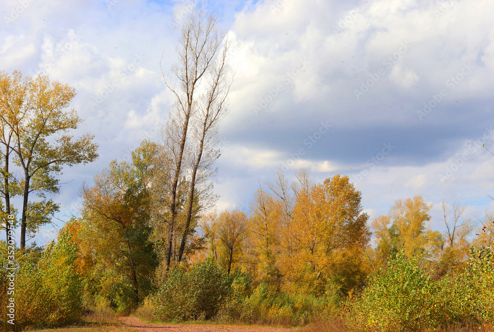 Autumn landscape in forest Autumn landscape in forest