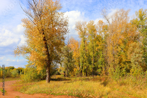 Fototapeta Naklejka Na Ścianę i Meble -  Autumn landscape in forest