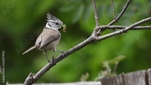 Haubenmeise (Parus cristatus) füttert Junge in Baumhöhle photo