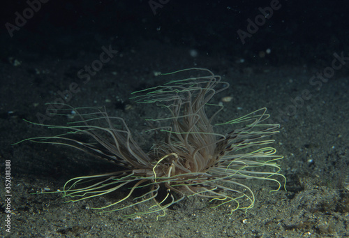 砂地のイソギンチャクの１種 photo