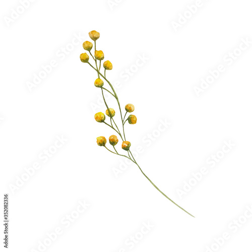 watercolor branch with yellow field flowers