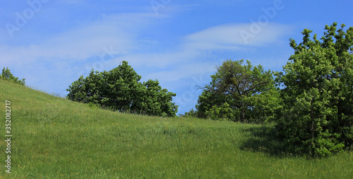 Beautiful green meadow with trees
