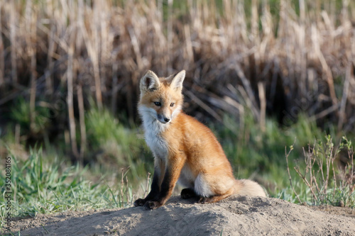 A red fox sits on the dirt mound at the entrance to the den. © Janice