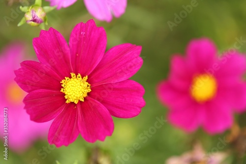 Pink flowers on a blurred  background. Pink daisy flower.Floral bright summer background.Summer flowers pink color close-up.Floral delicate wallpaper
