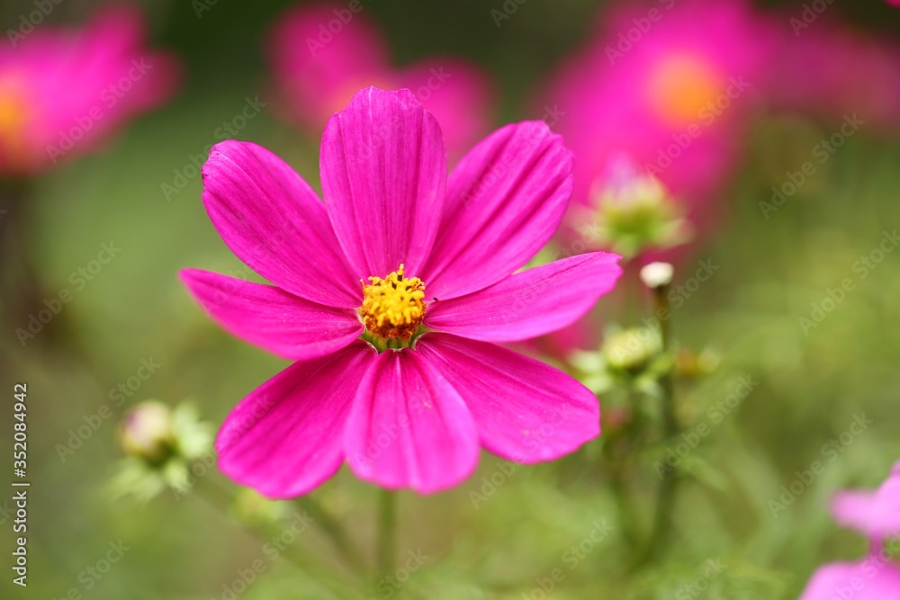 Pink flowers on a blurred green background. Pink daisy flower.Floral summer background.Summer flowers pink color close-up.Floral delicate wallpaper Pink flowers on a blurred green background. Pink daisy flower.Floral summer background.Summer flowers pink color close-up.Floral delicate wallpaper