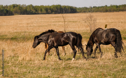 Horses grazing in a spring meadow