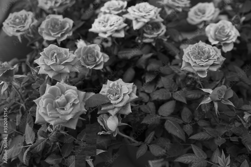 薔薇
薔薇