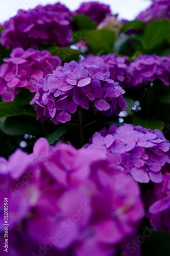 紫陽花
