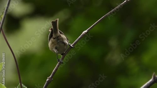 Haubenmeise (Parus cristatus) füttert Junge in Baumhöhle photo