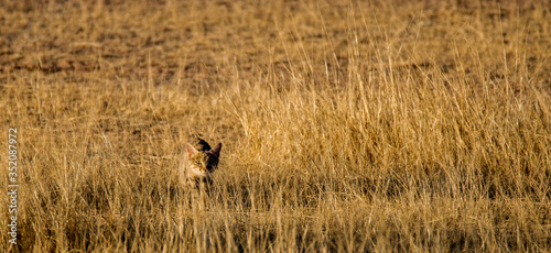African Wild cat hunting in Kalahari