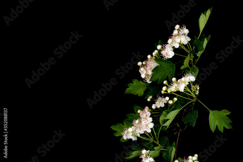 Flowering hawthorn branch (Crataégus monógyna) isolated on a black background close up