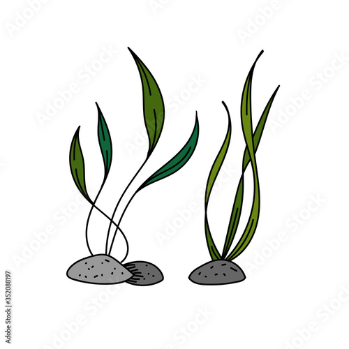 color vector element, black and white picture of a marine inhabitant, algae