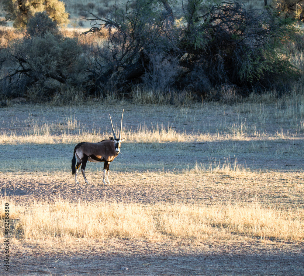 Gemsbok in Kalahari Kgalagadi Park Gemsbok in Kalahari Kgalagadi Park