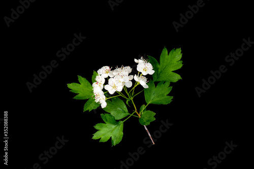 Flowering hawthorn branch (Crataégus monógyna) isolated on a black background close up