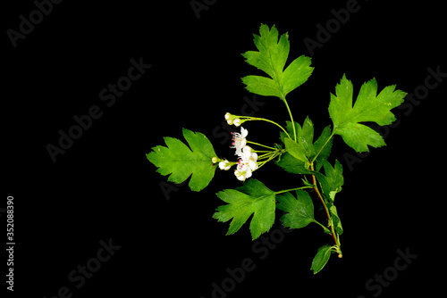 Flowering hawthorn branch (Crataégus monógyna) isolated on a black background close up