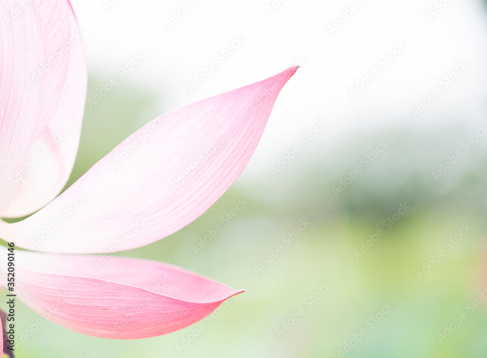 Fototapeta premium lotus bloom purity of heart
